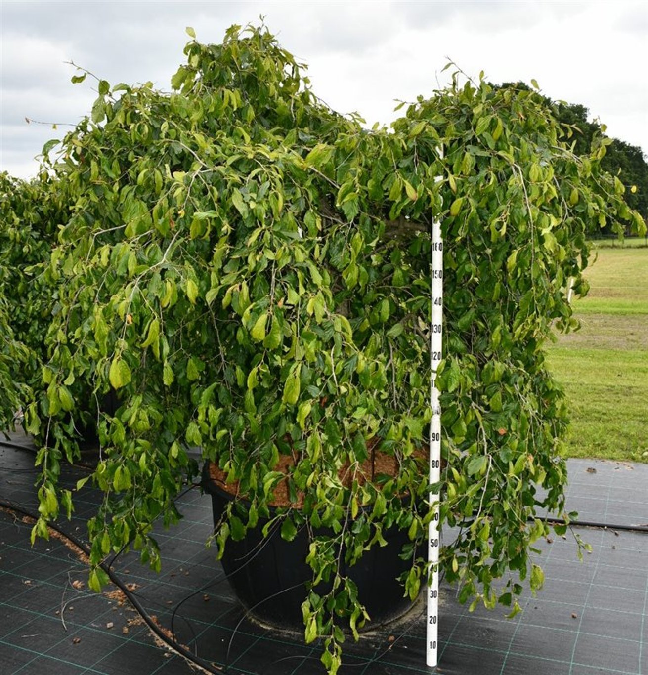 Persiskt järnträd – Parrotia persica 'Pendula' - C500 350-400 cm. Sol